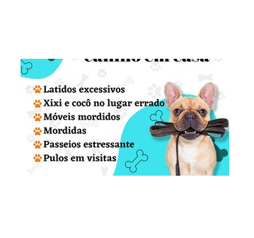 Adestramento Canino em Casa